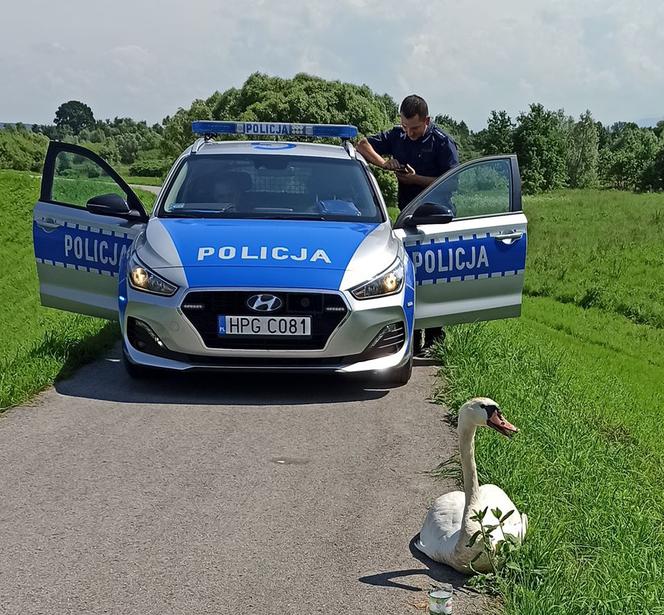 Policjanci uratowali rannego łabędzia