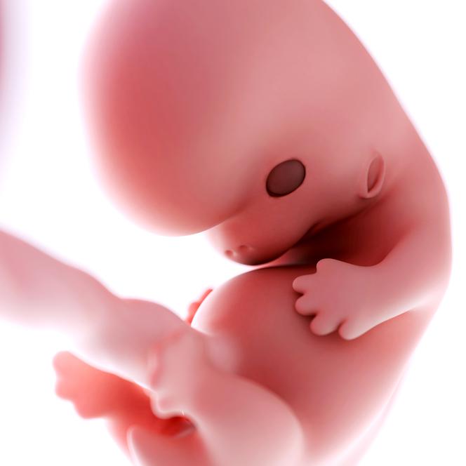 8 tydzień ciąży - wygląd zarodka