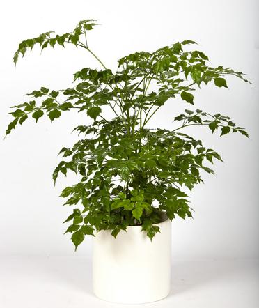 Rademachera