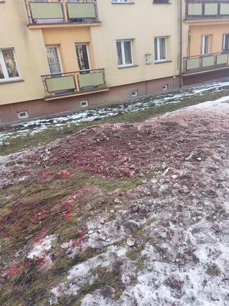 Jaworzno. Ostrzał dzików pod blokiem