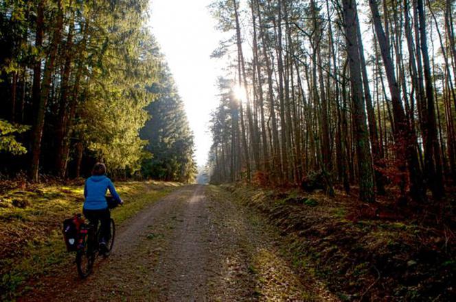 Las w pobliżu Poddborska, okolice Starego Kolejowego Szlaku przebiegającego przez Białogard