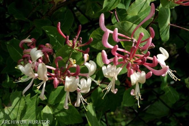 Wiciokrzew pomorski 'Serotina'