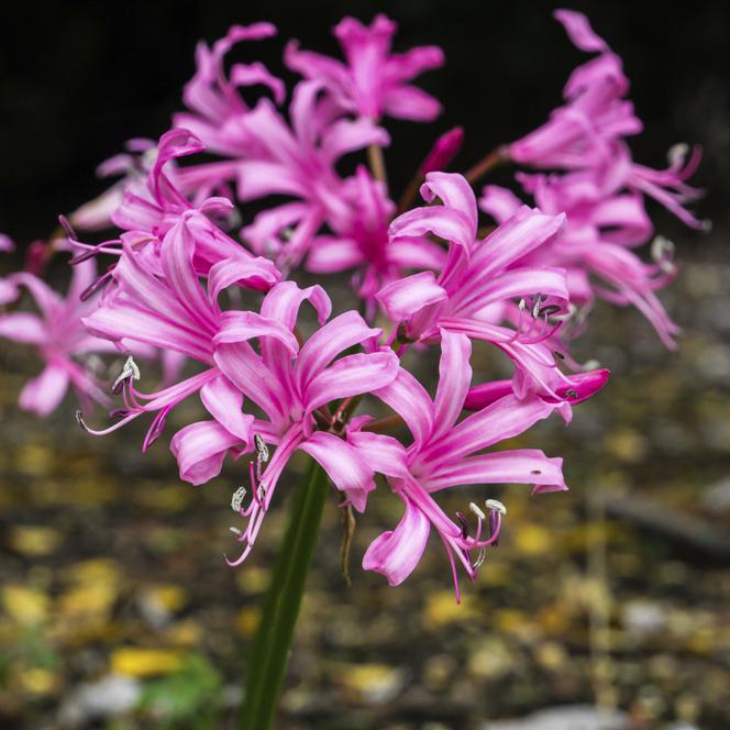 Nerine