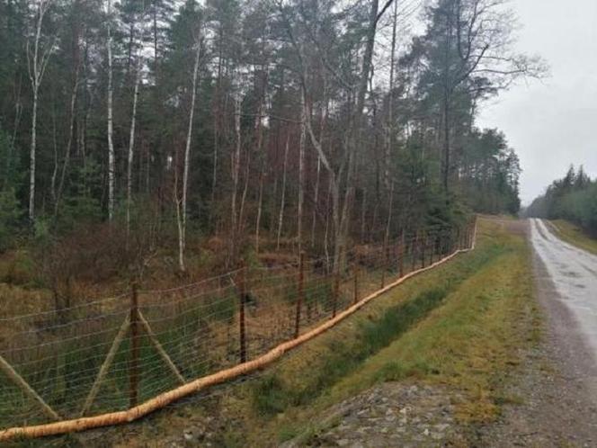 Świętokrzyskie odgrodzone od mazowieckiego płotem za 700 tysięcy! Powodem... świnie