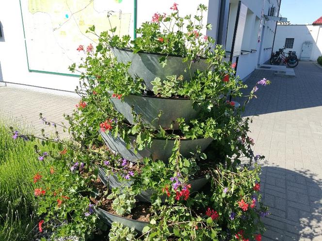 Białe Błota: Ogołocili klomb z pięknych pelargonii! To musieli być fachowcy