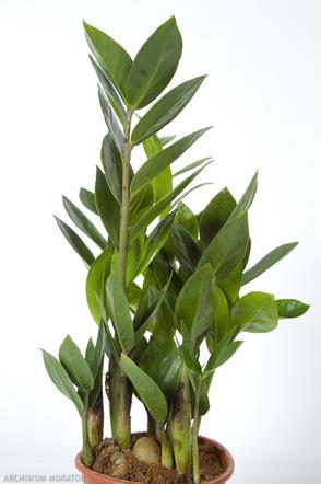 Zamiokulkas