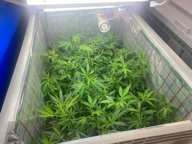 Potężna plantacja koło Inowrocławia zlikwidowana przez policję. Zdjęcia z posesji