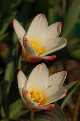 Galeria: Tulipan 'Heart's Delight'