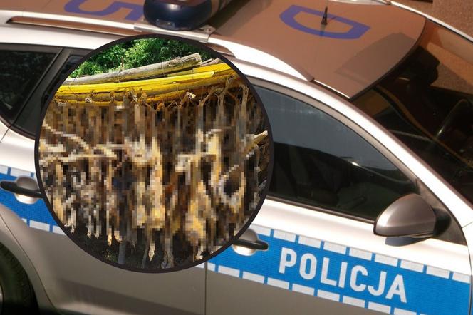 Stasin: Setki martwych zwierząt bez głów. Prokuratura bada sprawę