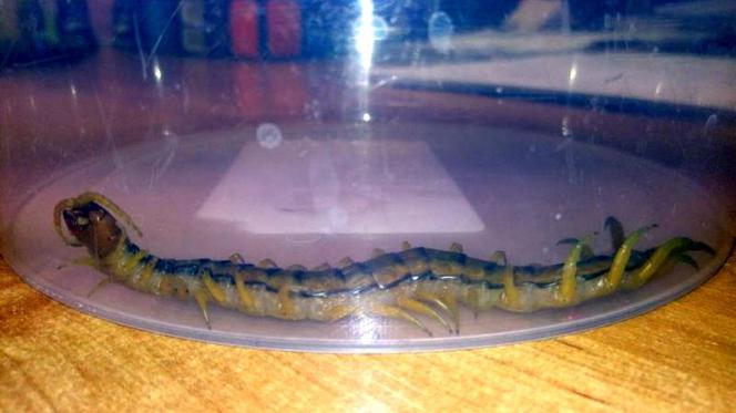 Skolopendra paskowana