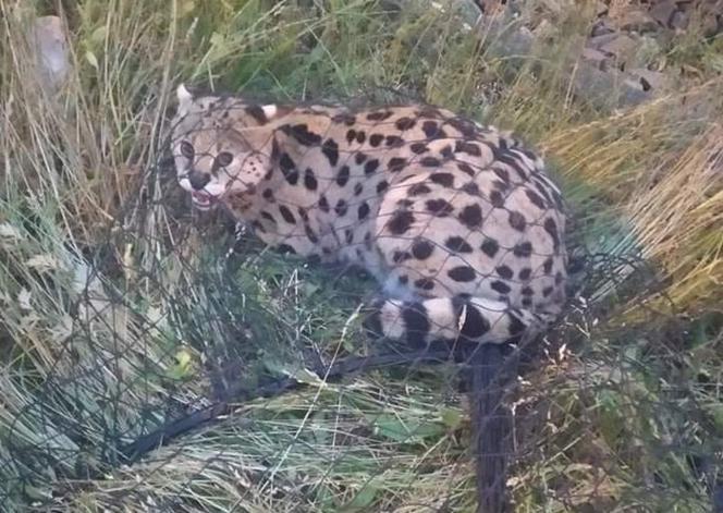 Serwal afrykański znaleziony w centrum Łodzi! Animal Patrol szuka właściciela! Internauci nie zostawili na nim suchej nitki