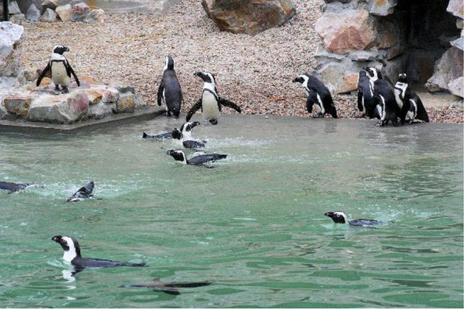 Quiz. Zoo Płock kończy 70 lat. Co wiecie o jednej z największych atrakcji turystycznych Płocka?