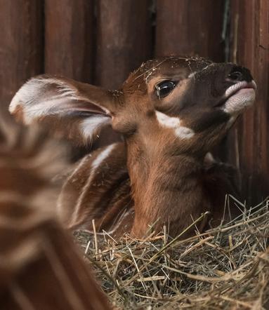 Malutka bongini z Warszawskiego ZOO