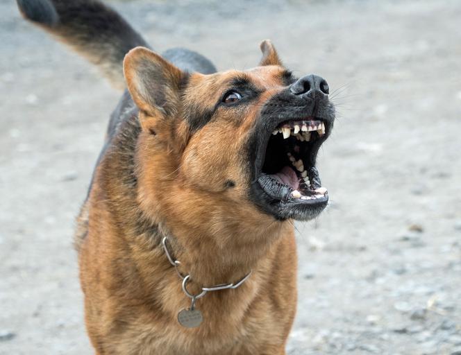 GROZA! W Bochni grasuje BESTIA! Zagryzła pekińczyka i jest groźna dla ludzi!