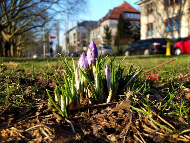 Krokusy na Jasnych Błoniach