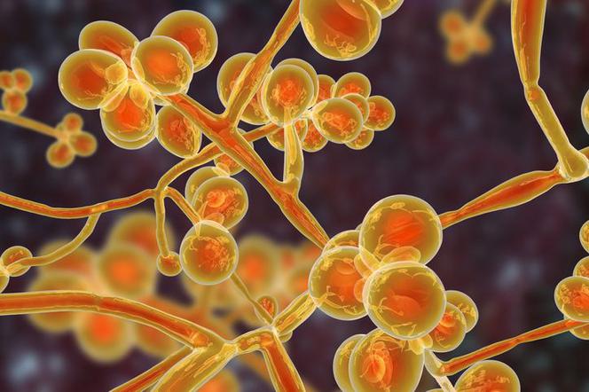 Candida albicans wywołująca drożdżycę (kandydozę)