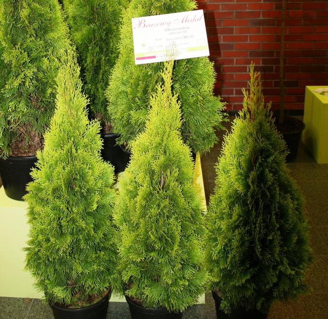 Żywotnik zachodni ‘Janed Gold’ - Thuja occidentalis ‘Janed Gold’