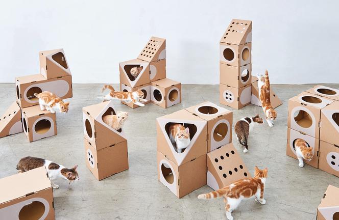 A Cat Thing