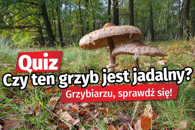 Czy ten grzyb jest jadalny? Grzybiarzu, sprawdź się!