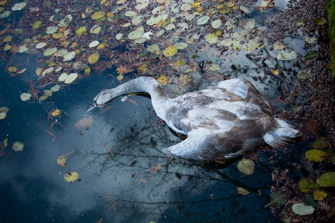Martwy łabędź na Kanale Żerańskim zarażony ptasią grypą