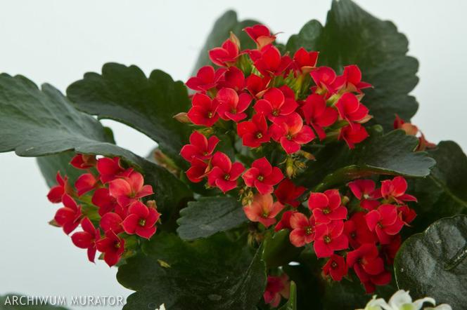 kalanchoe