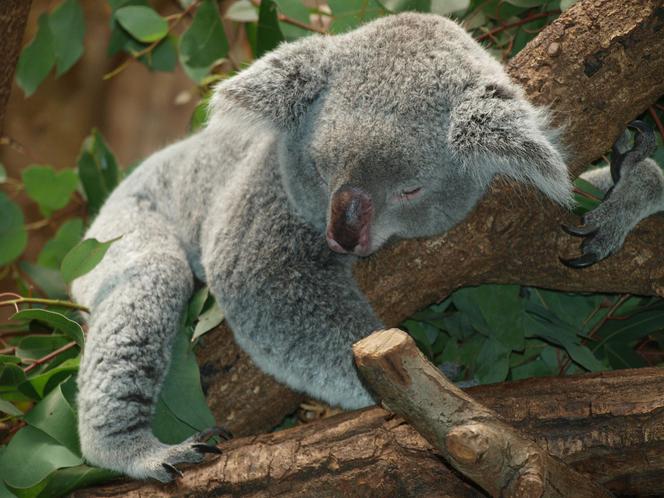 Wzruszający gest strażaków z Poręby Spytkowskiej! Zbierają pieniądze dla płonącej Australii