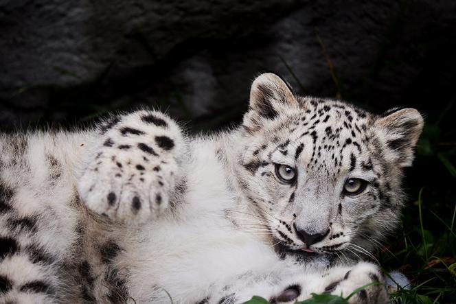 Są maluszki, jest nadzieja. Ruszył Tydzień Misji Ogrodów Zoologicznych