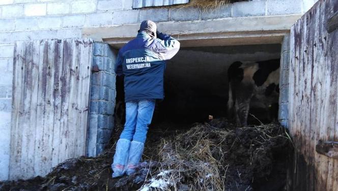 Żytno: W oborze było tyle odchodów, że krowy dotykały sufitu! Stado żyło w HORRORZE!