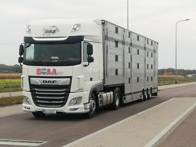 Rekordowa skala naruszeń przy transporcie zwierząt