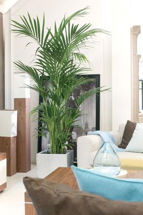 Howea fosteriana