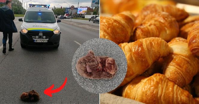 LAGUN powrócił? Tajemnicze zwierzę leżało na ulicy w Warszawie. Przerażeni mieszkańcy dzwonili po pomoc