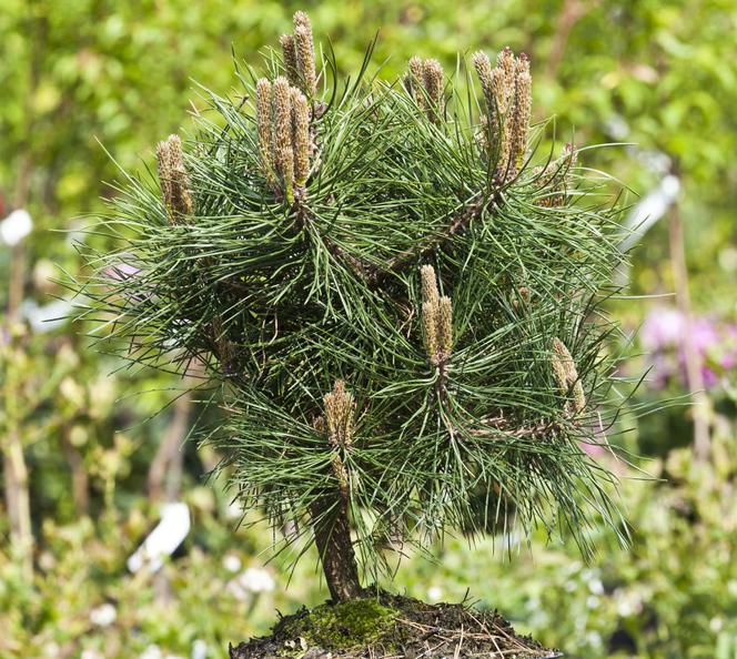 Sosna czarna 'Green Bullet'