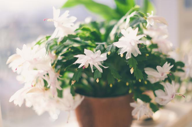 Szlumbergera