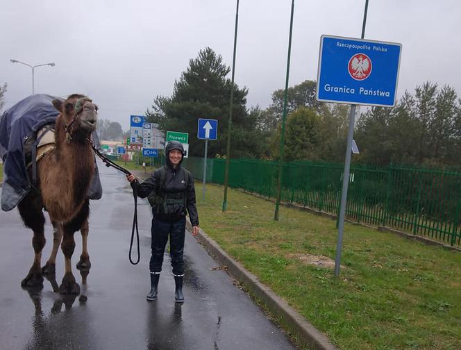 Francuzka w Polsce z... wielbłądem