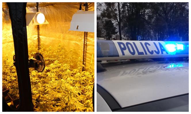 Plantacja na terenie Grudziądza. Pseudo ogrodnikowi grozi 10 lat więzienia