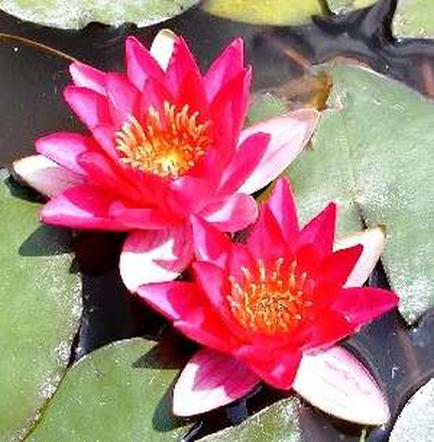 Lilia wodna 'Pygmaea Rubra'