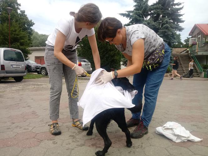 Radysiaki dochodzą do siebie w toruńskim Schronisku dla Bezdomnych Zwierząt