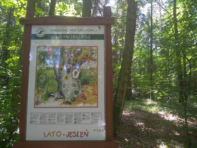 Nadleśnictwo Zaporowo zaprasza na spacer ścieżką edukacyjną pod hasłem Leśne prawdy