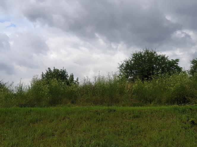 Wysoka trawa zauważalna jest w całej przestrzeni Gdańska
