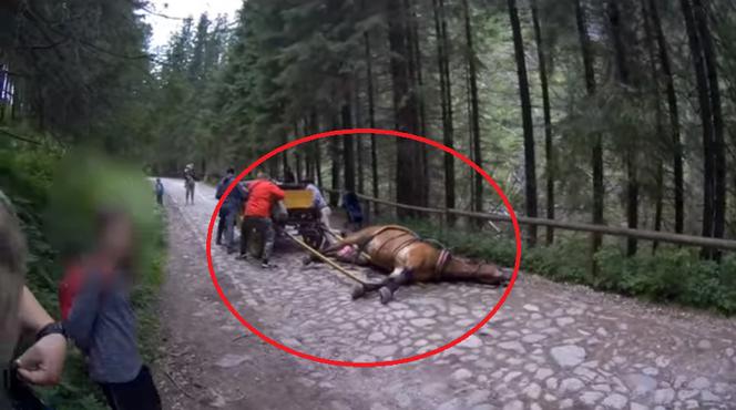 Tatry: koń padł z wycieńczenia
