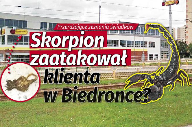 skorpion zaatakował w Biedronce?
