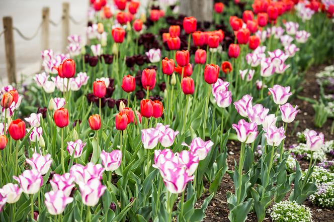Tulipany w ogrodzie