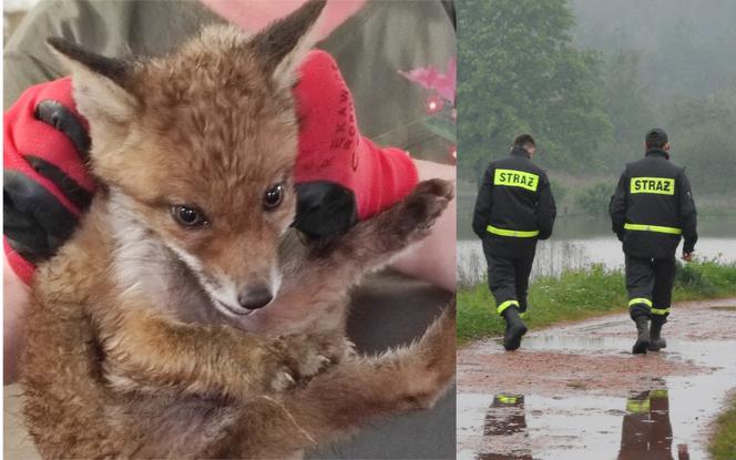 Kujawsko-pomorskie: Malutki lisek topił się w rzece! Pomoc przyszła w ostatniej chwili