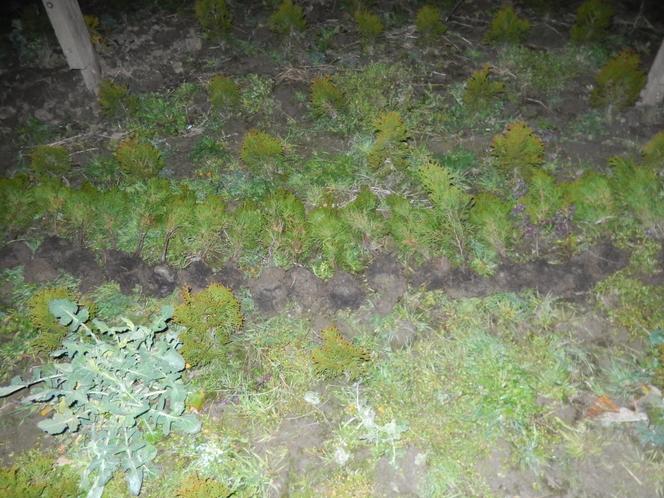 Biskupice Radłowskie. Zuchwała kradzież tui z plantacji drzewek. W ruch poszła łopata