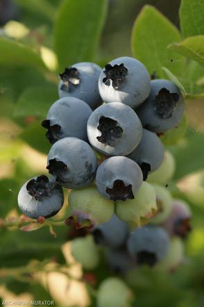 Borówka wysoka 'Bluetta'