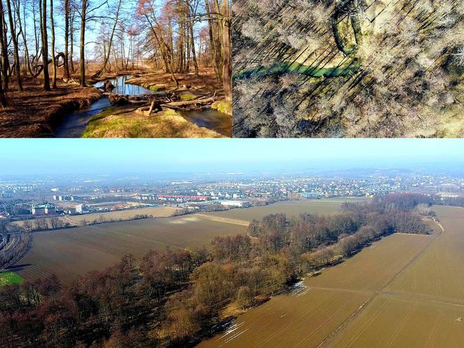 Prądnik Biały