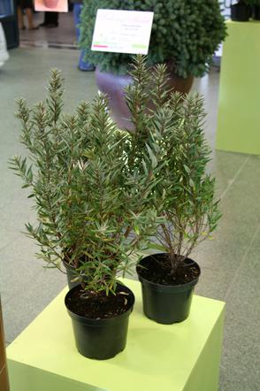Zdjęcie 65437