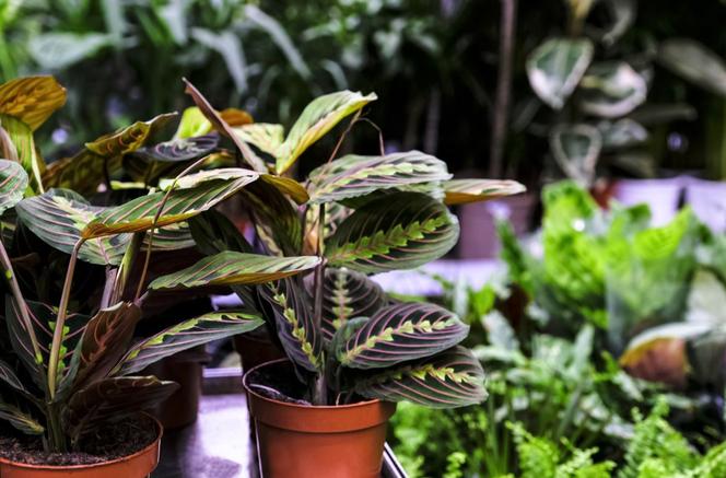 Maranta