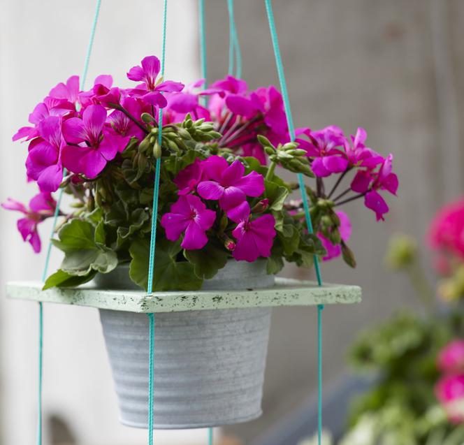 Pelargonie w kwadratach