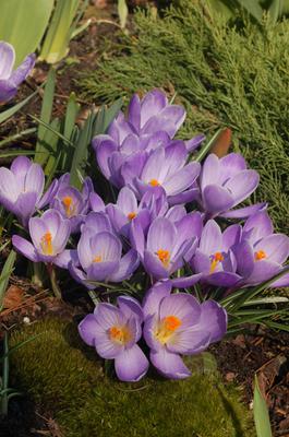 Galeria: Krokus Remembrance